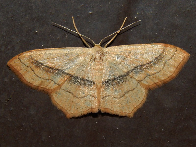 Richiesta Id Geometridae